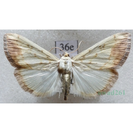 Evergestis extimalis (Scopoli, 1763) Czech36e